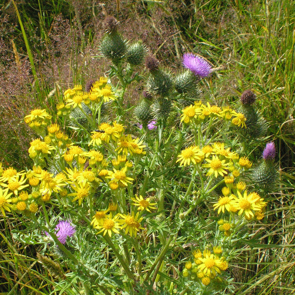 Queenstown, N.Z., 2007, 20” x 20”, DSCN9181  