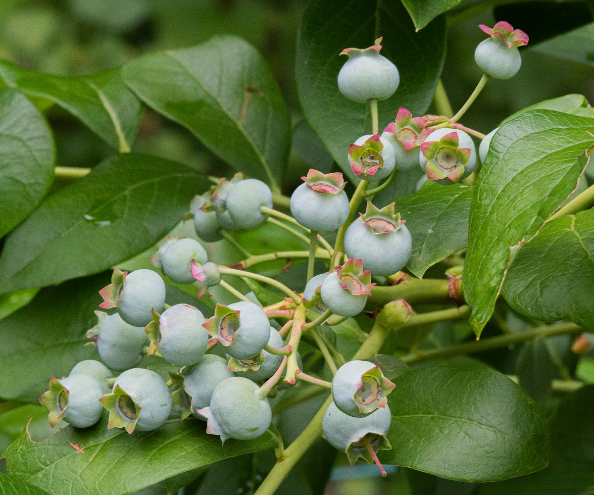 21 - LAS_9965 - blueberry blooms - 24 x 20.jpg