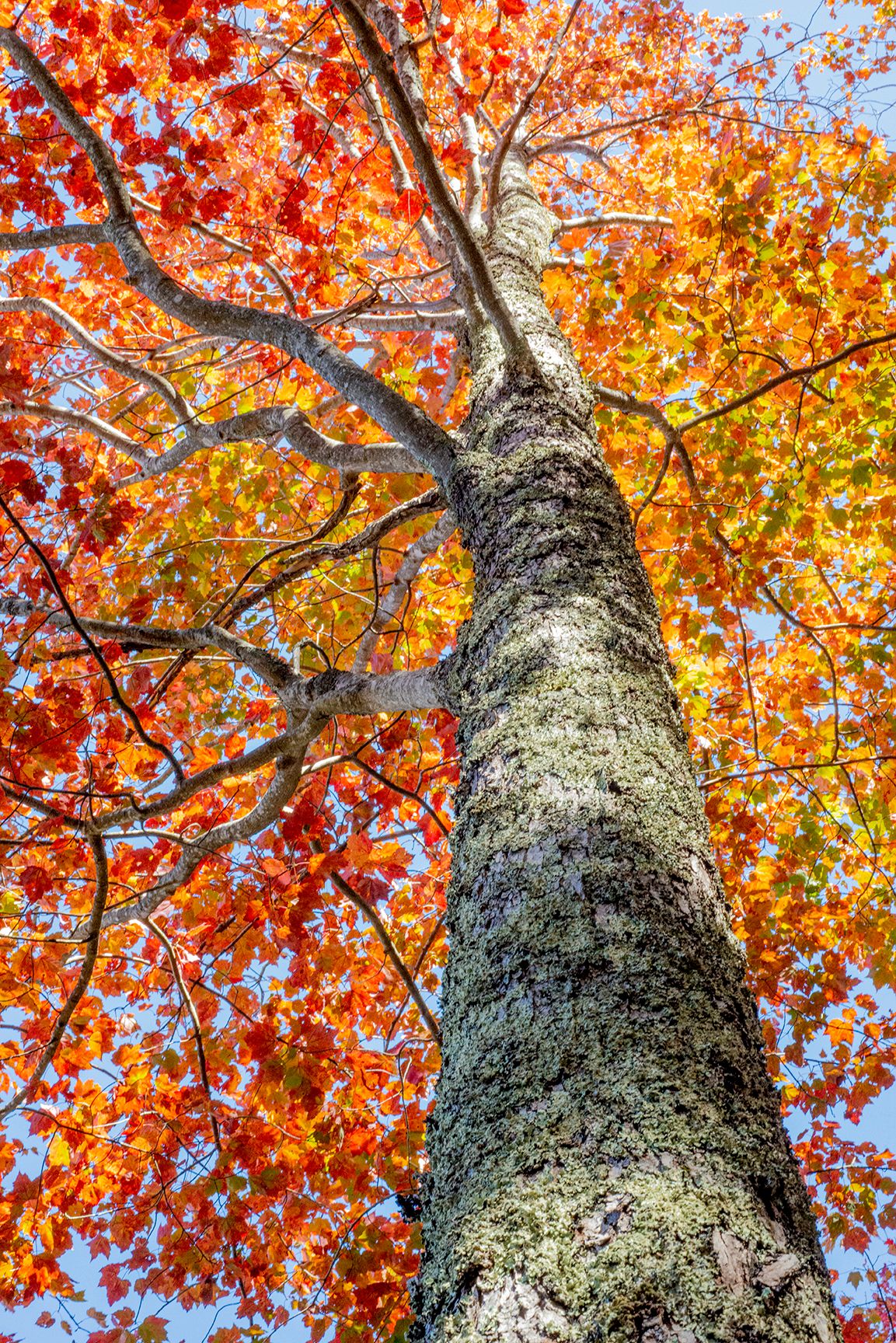 “Colors Up the Tree”, 2021, photo, 24” x 16”, LAS_8374