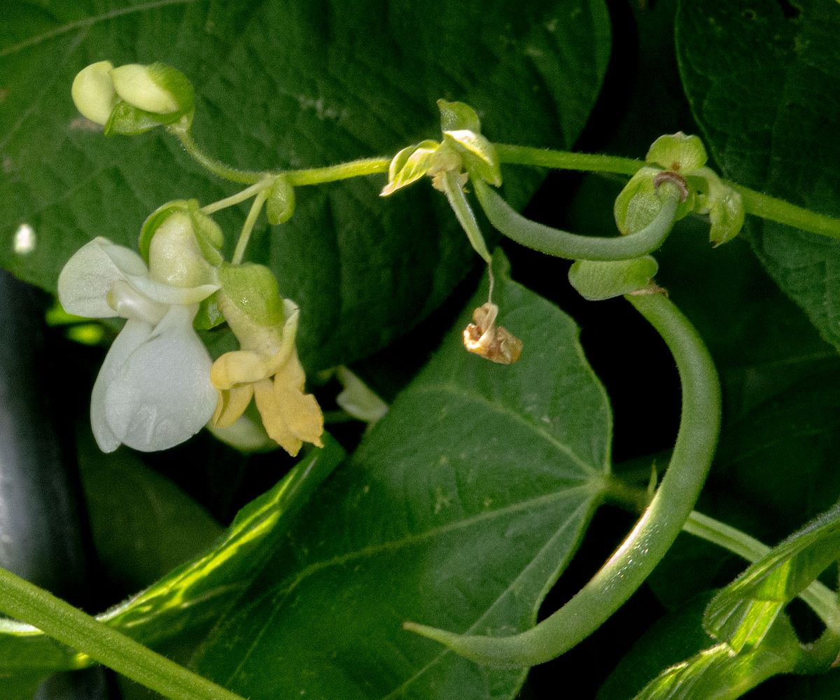 LAS_2588 - 2023 - pole bean bloom & beans - 24 x 20.jpg