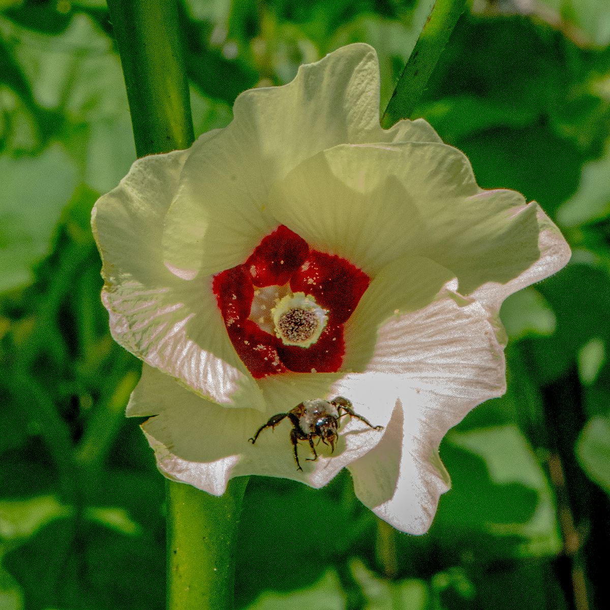 LAS_2546 - 2023- okra bloom pollinator - 20 x 20.jpg