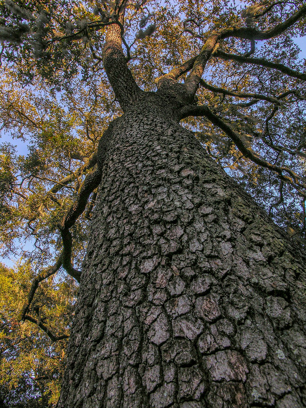 “Savannah Live Oak”, 2020, photo, 24” x 18”, DSCN222