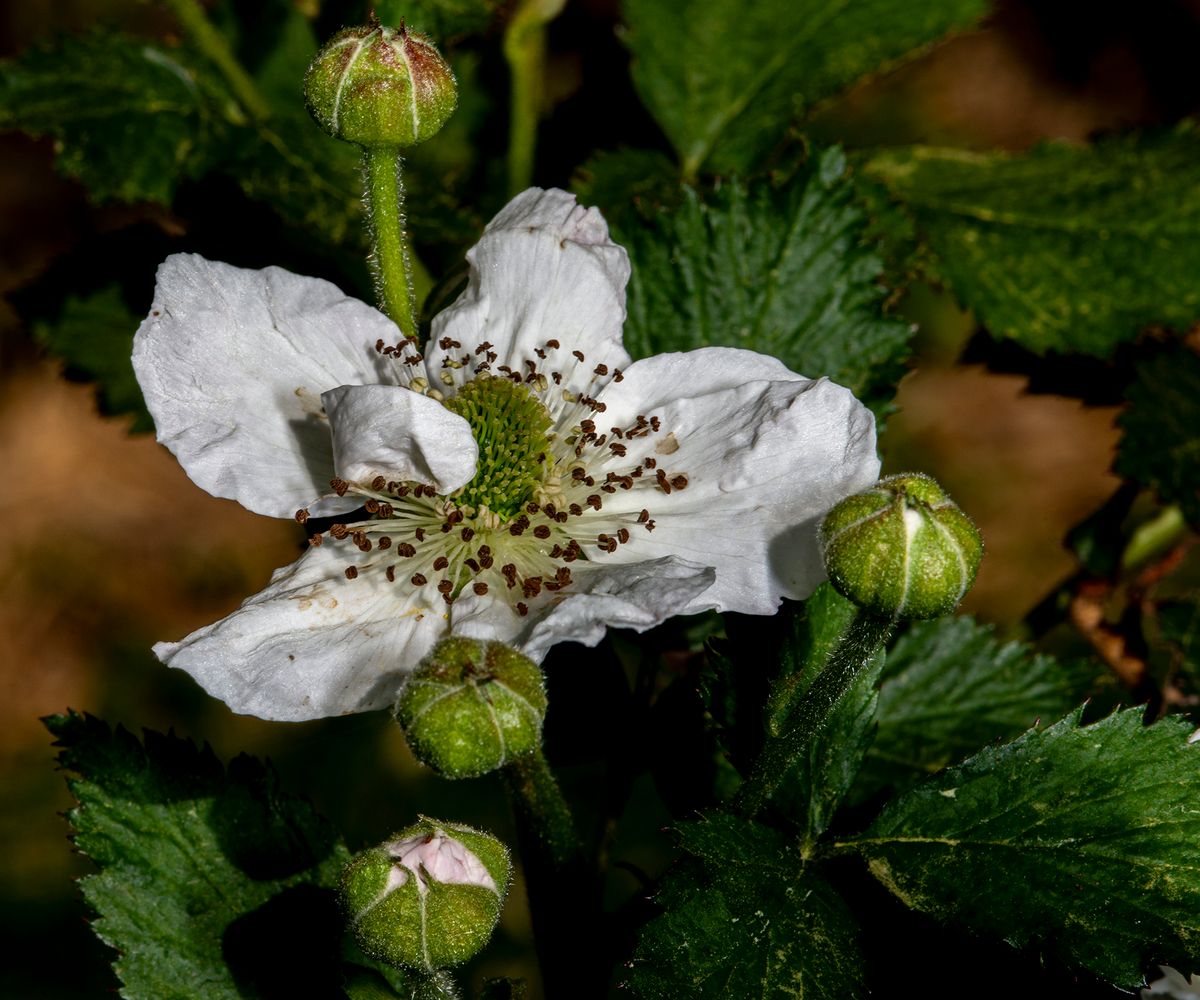 LAS_2125 - 2023 - black berry bloom and buds - 24 x 20.jpg