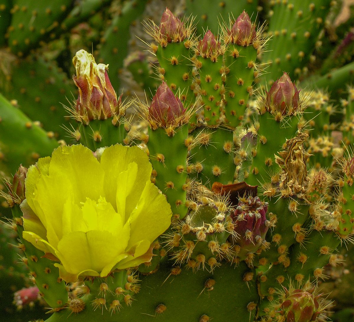 Adelaide, S. Australia, 2011, 22” x 20”, DSCN6058