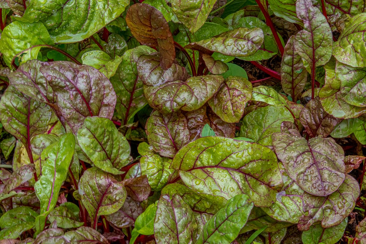 9 - LAS_0433 - 0434 - swiss chard - 30 x 20.jpg