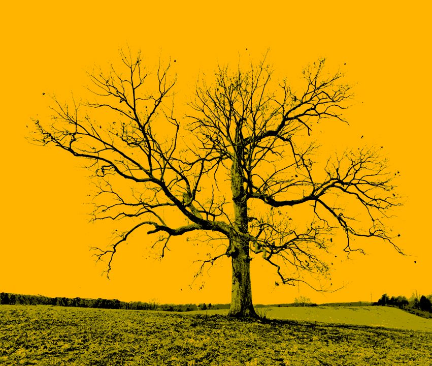 “Green Tree”, 2014, graphic of photo, 24” x 20”, DSC_4335