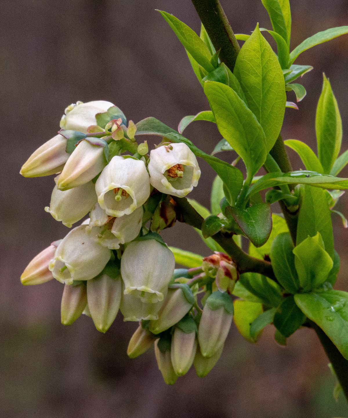 LAS_2093 - 2023 - blue berry blooms - 24 x 20.jpg