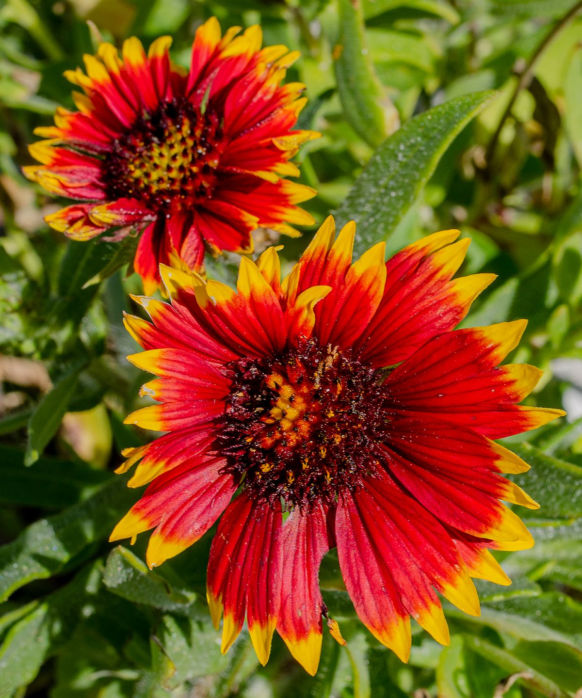 Sanibel Island, FL, 2015, 24” x 20”, DSC_6592    