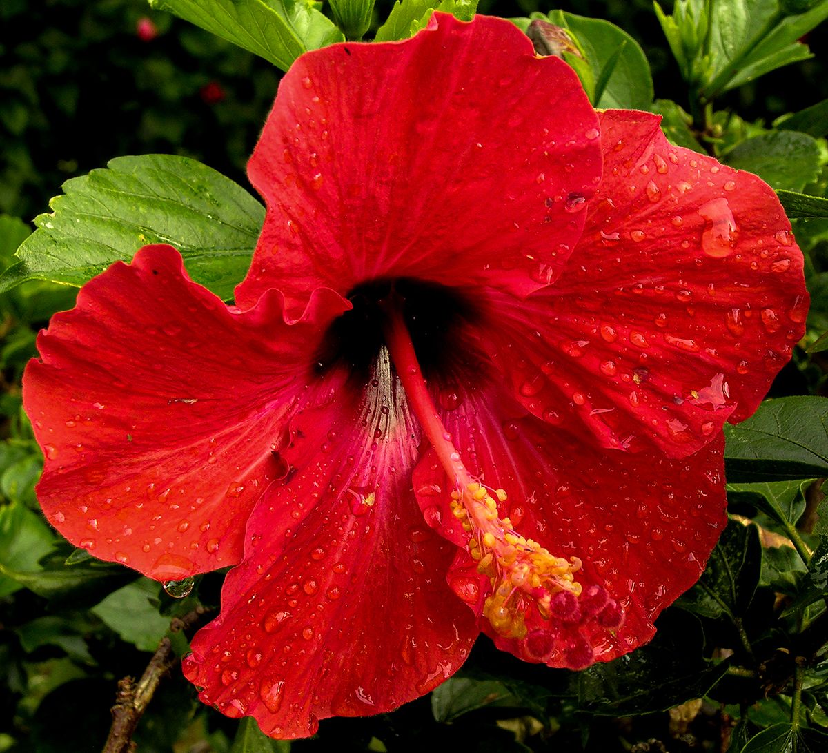 Lanai Island, HI, 2008, 22” x 20”, DSCN6925    