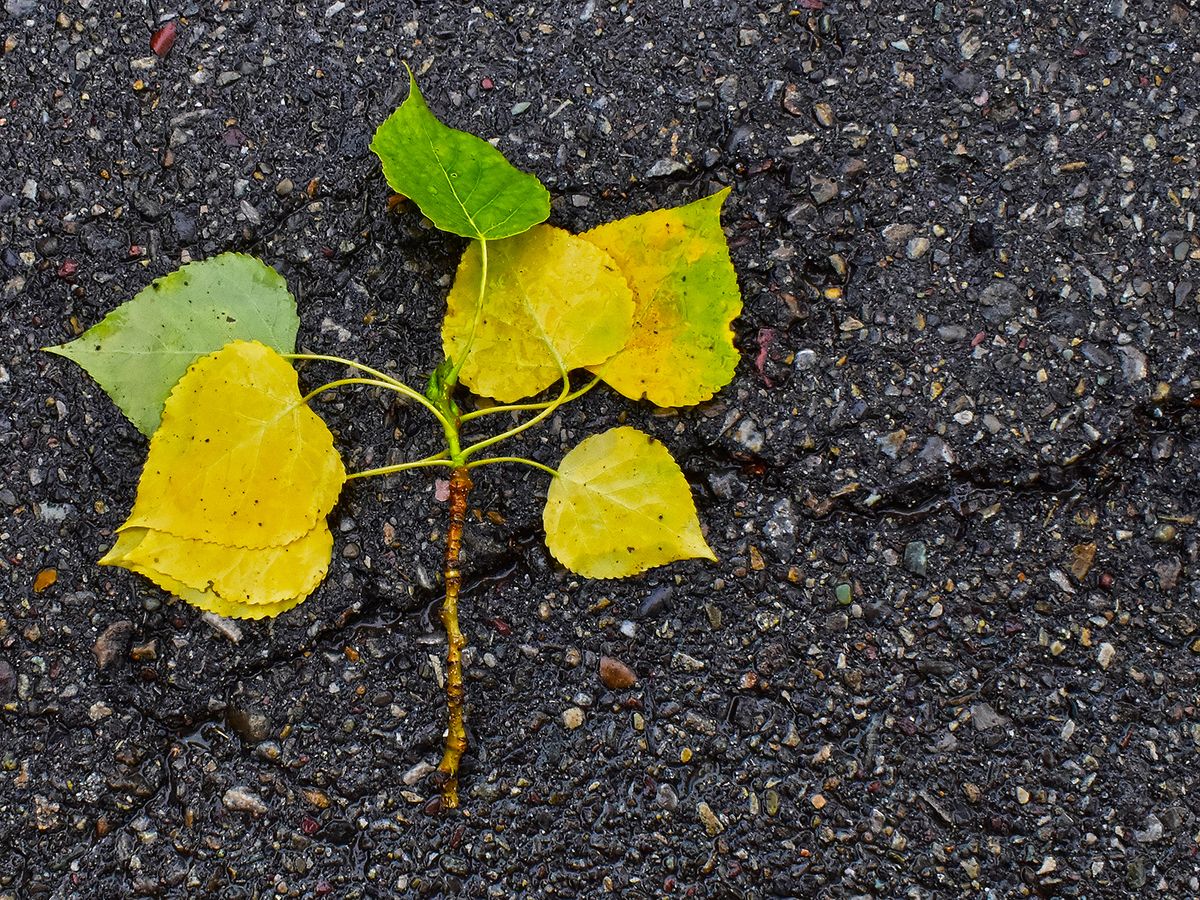 “Wet Debris”, 2018, photo, 24” x 18”, DSC_0194