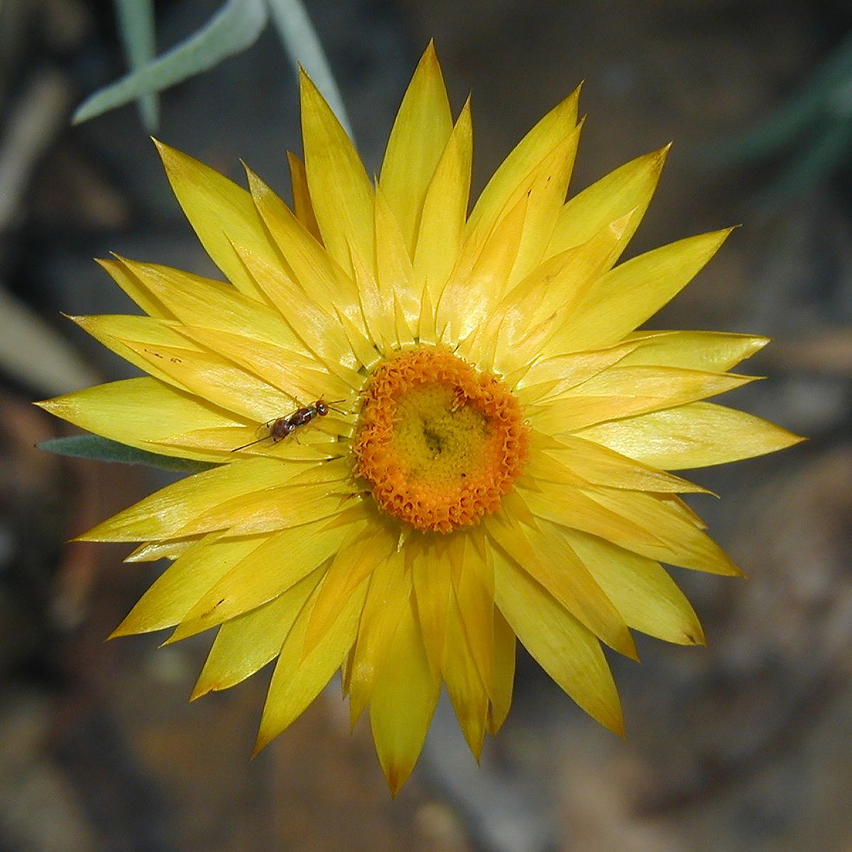 Canberra, Australia, 2002, 20” x 20”, Picture 035