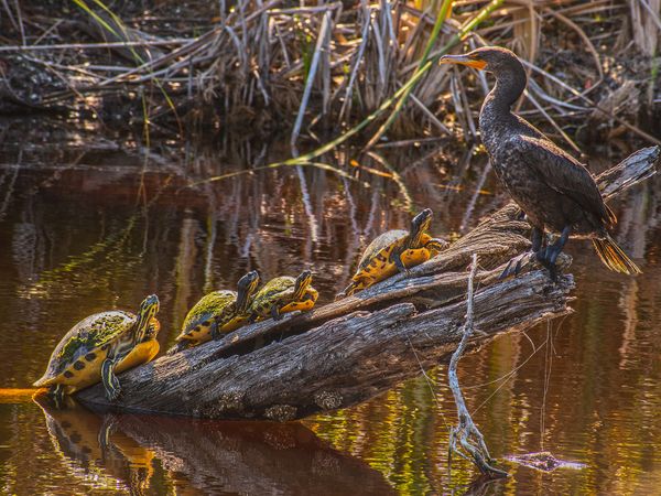 "King of the Log", 2014, Ding Darling Nat Wildlife Preserve, Saniblel Island, FL