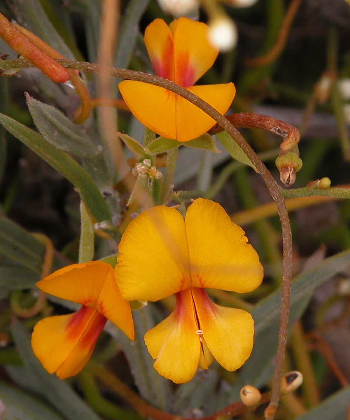 near Yeagarup, W. Australia, 2004, 24”x20”, DSCN1328 