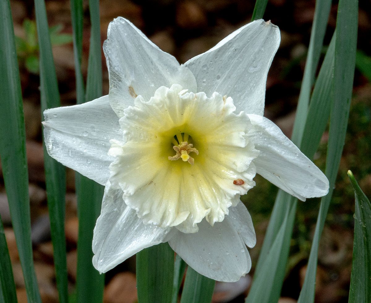 LAS_2010 - 2023 - daffodill - 22 x 18 .jpg