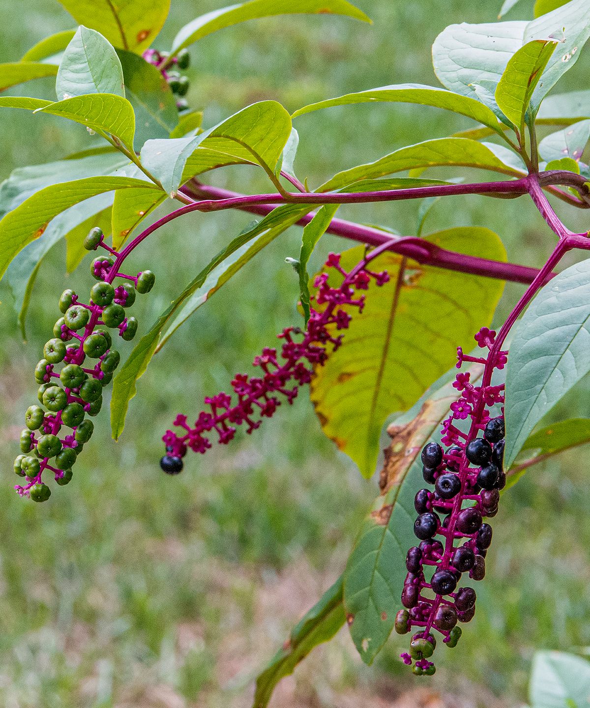 “Chokeweed”, 2022, photo, 24” x 20”, LAS_1641