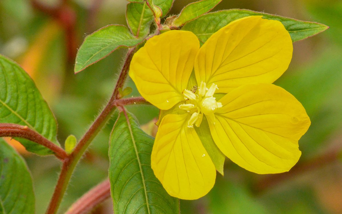 “Utah Wild Bloom”, 2022, photo, 8” x 5”, DSC_9689