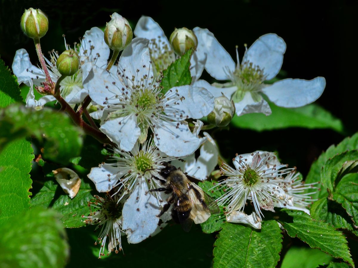 Canaan Valley, WV, 2013, 24” x 18" , DSC_1785   
