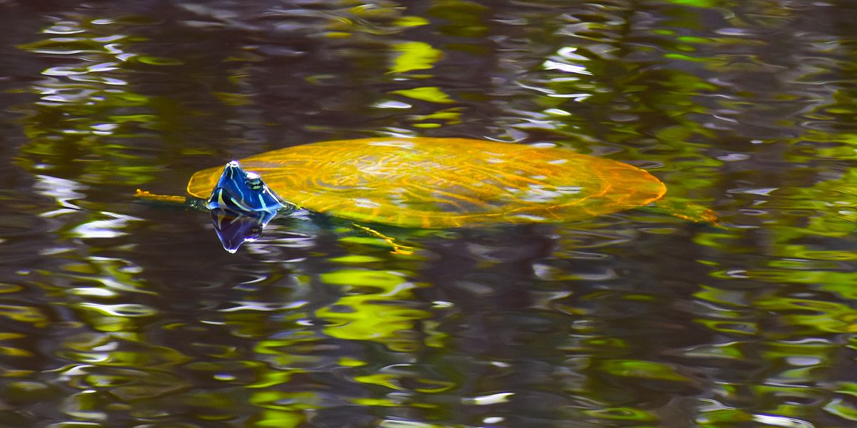“Turtle Head”, 2018, photo, 24” x 12”, DSC_0444
