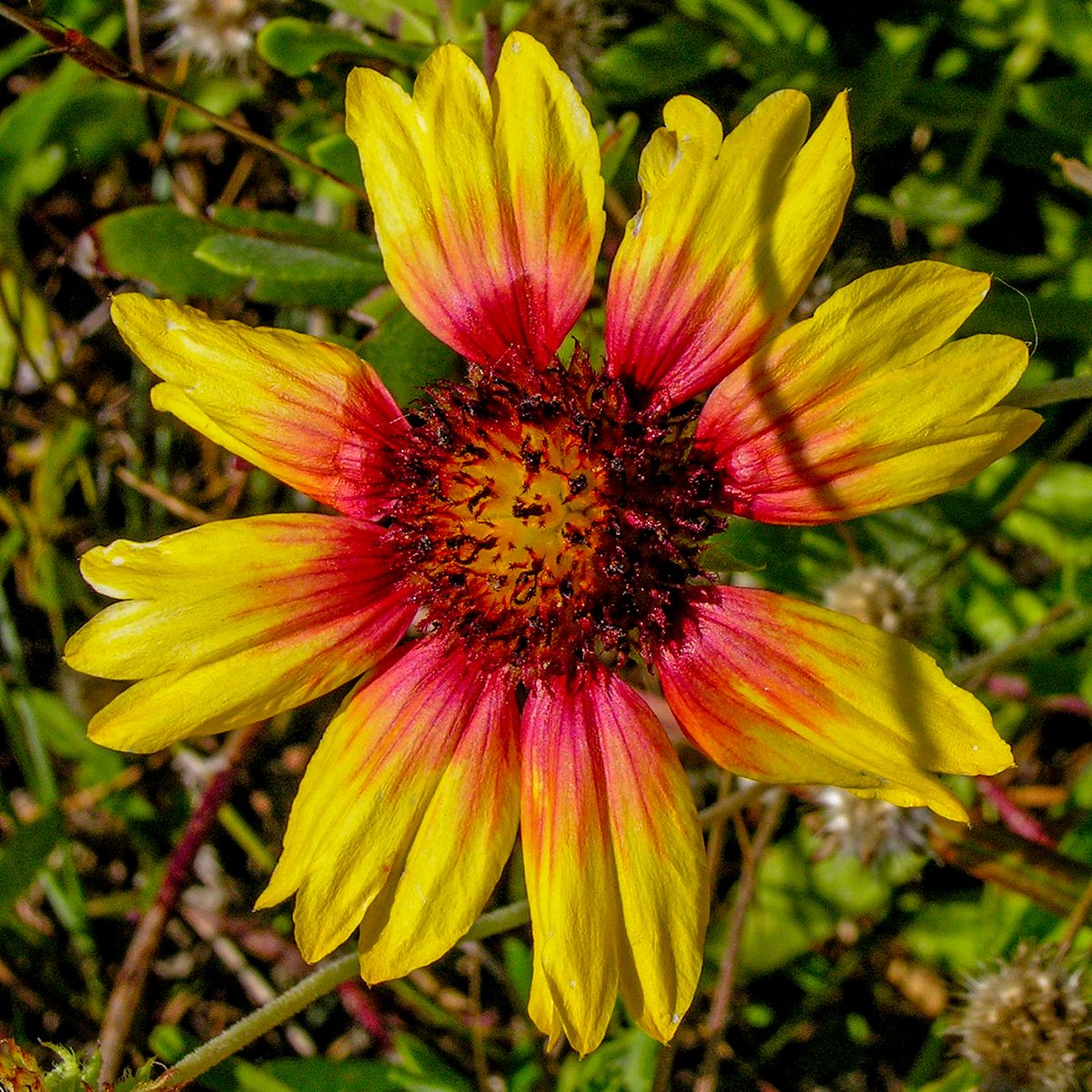 Key West, FL, 2009, 20” x 20”, DSCN9799