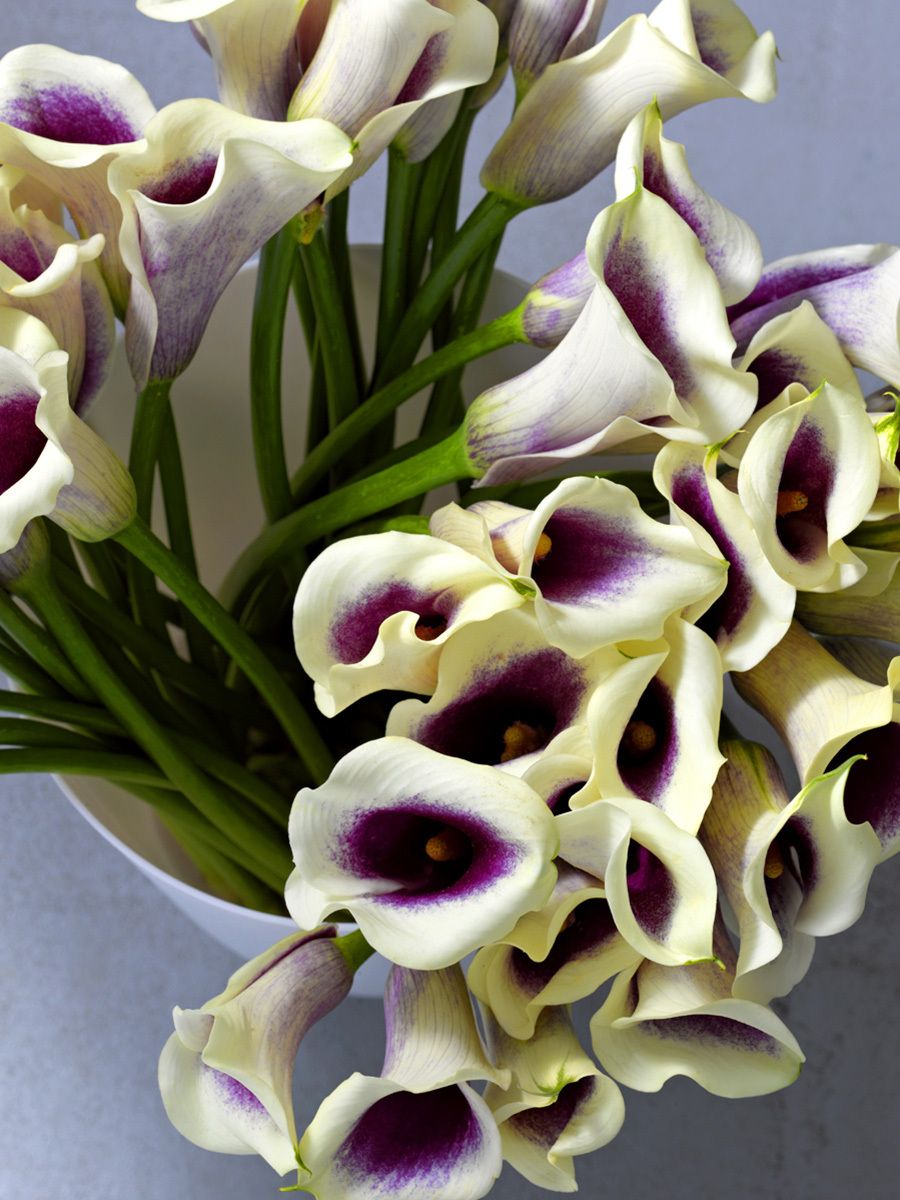 12-flowers_calla_lillies_purple_white_still_life.jpg