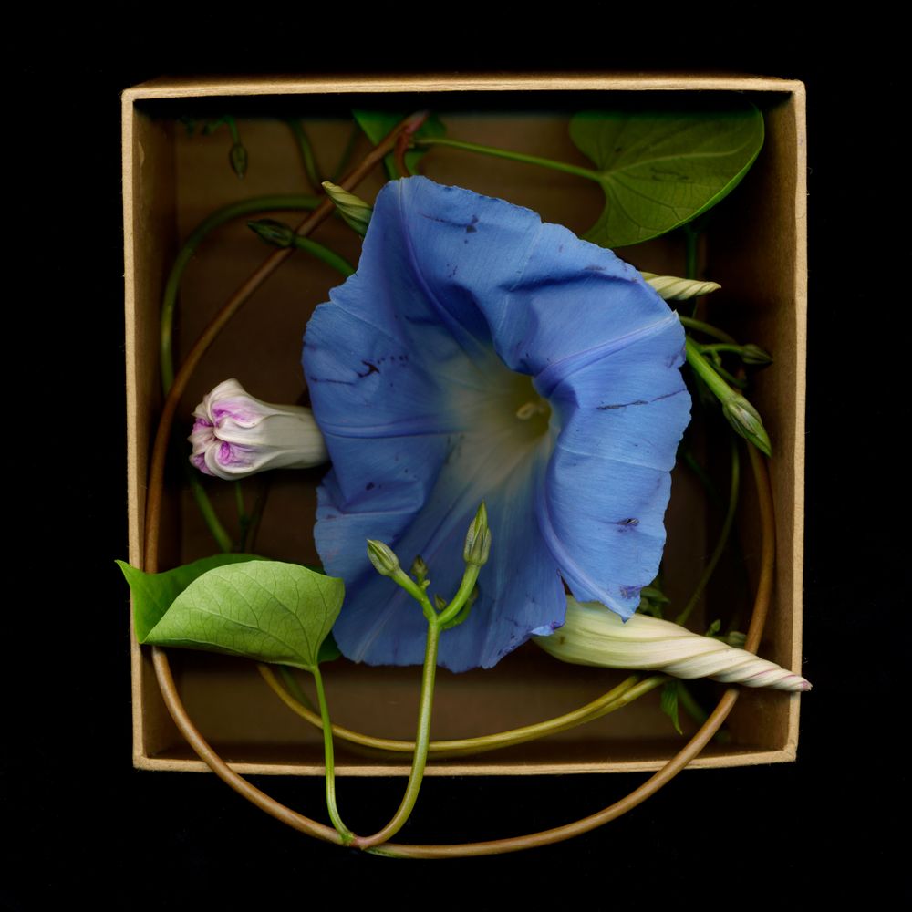 Boxed(in)MorningGlory