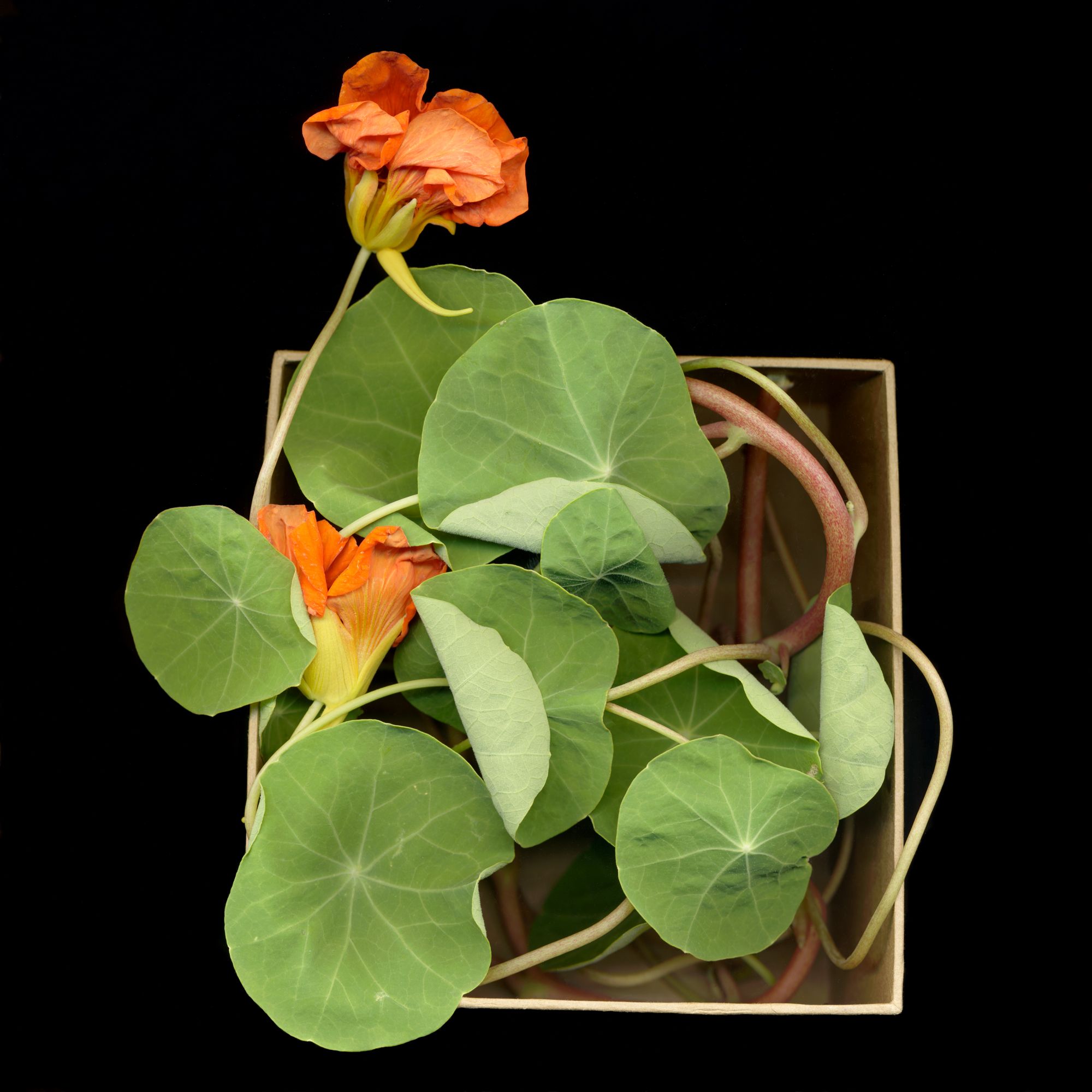 Boxed(in)Nasturtium