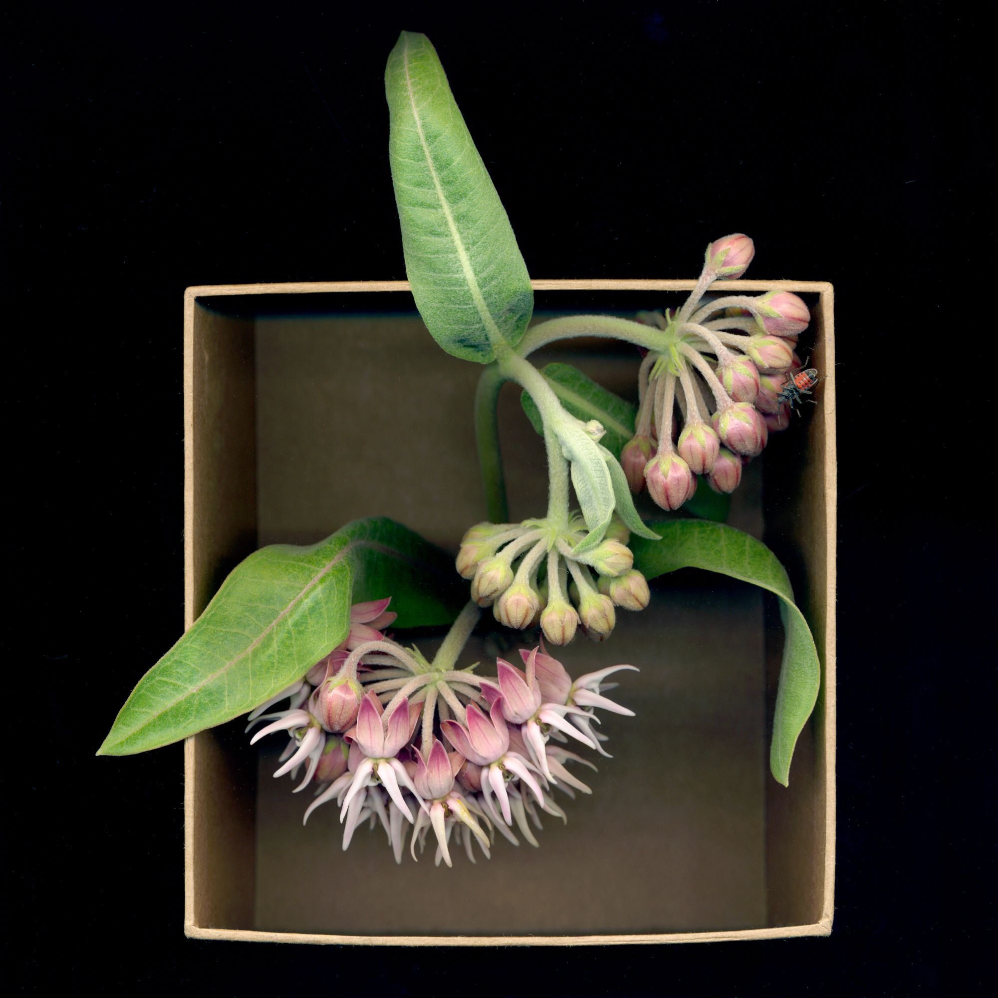 Boxed(in)Milkweed