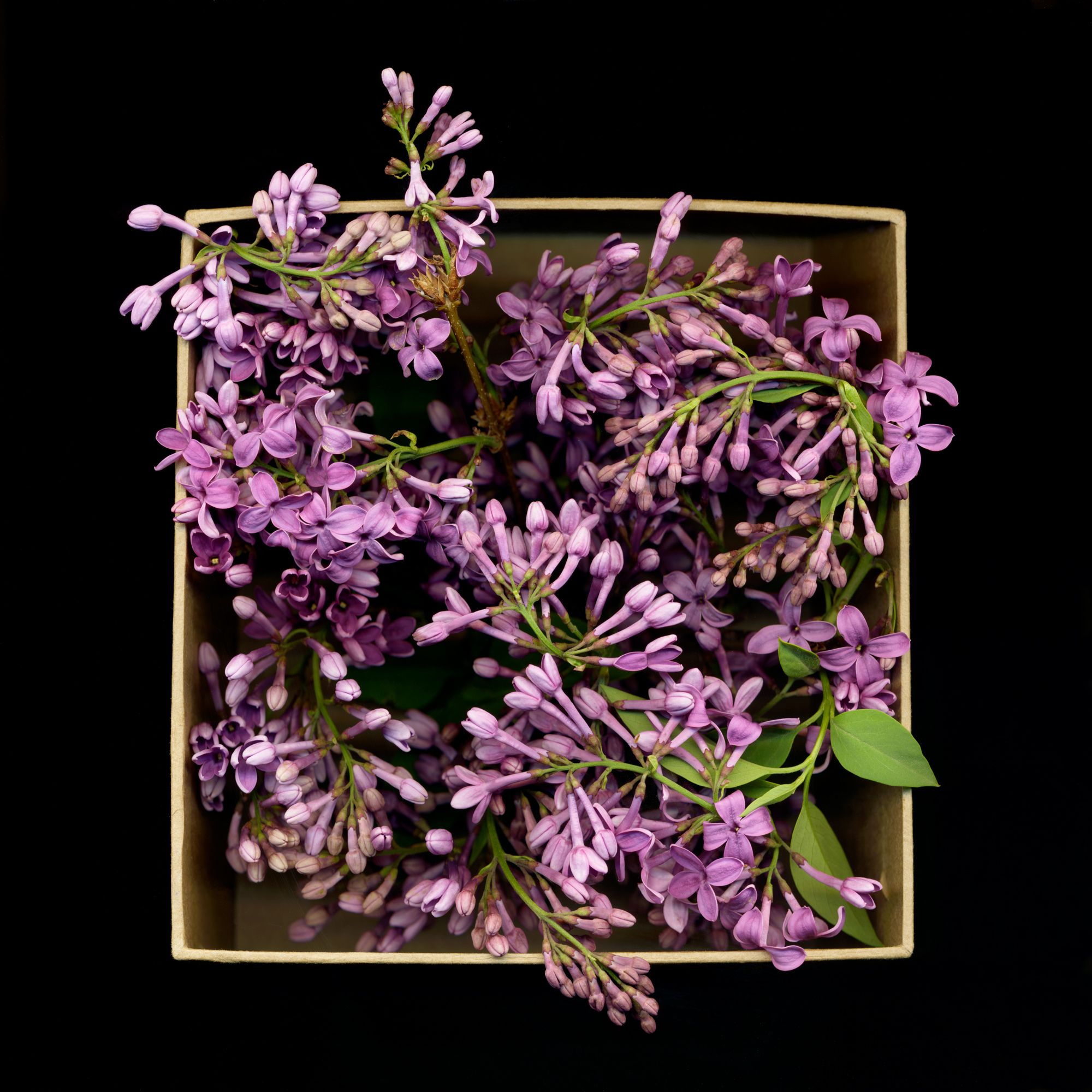 Boxed(In)Lilac