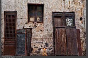 TONGLI_DOG_2020.jpg