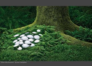 SILVER MUSHROOMS.jpg