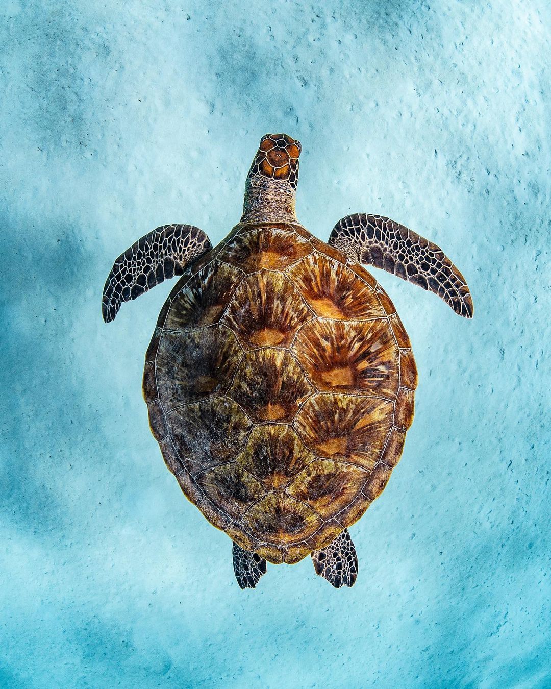 Arrecifes de coral y tortugas