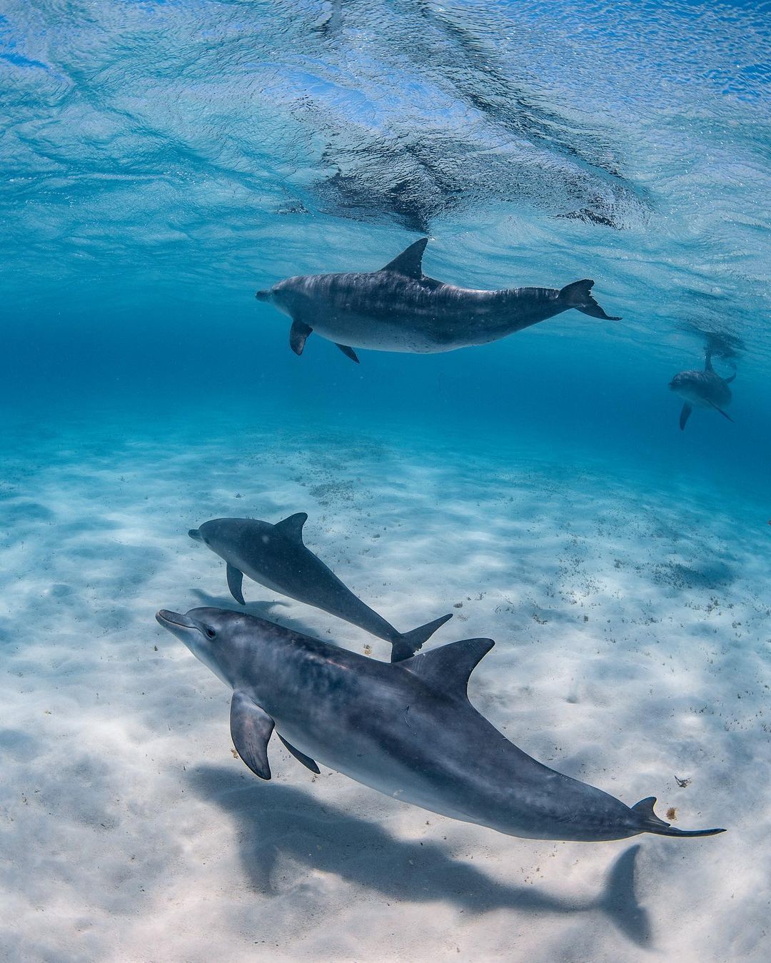 Nadando con delfines