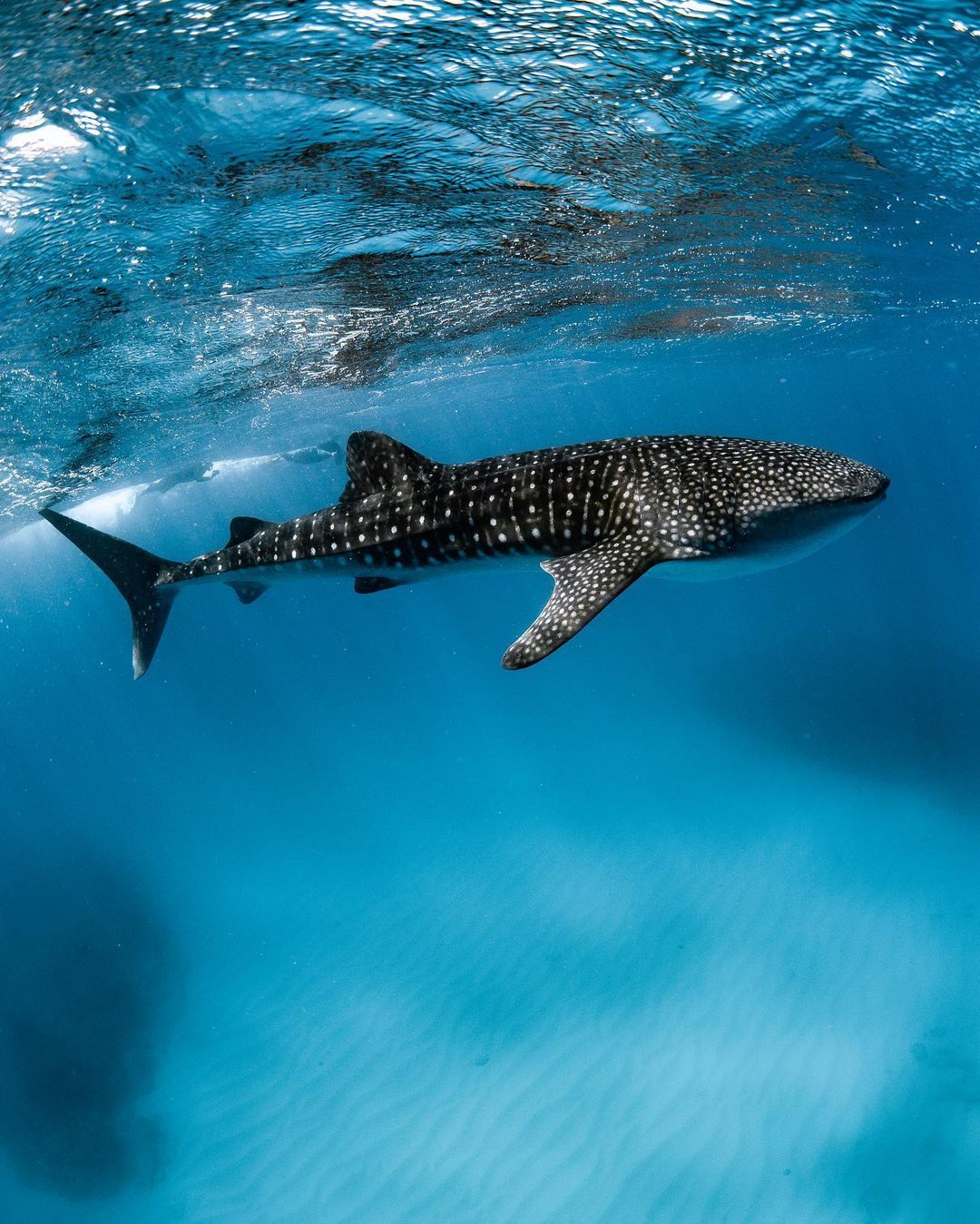 Tiburón ballena