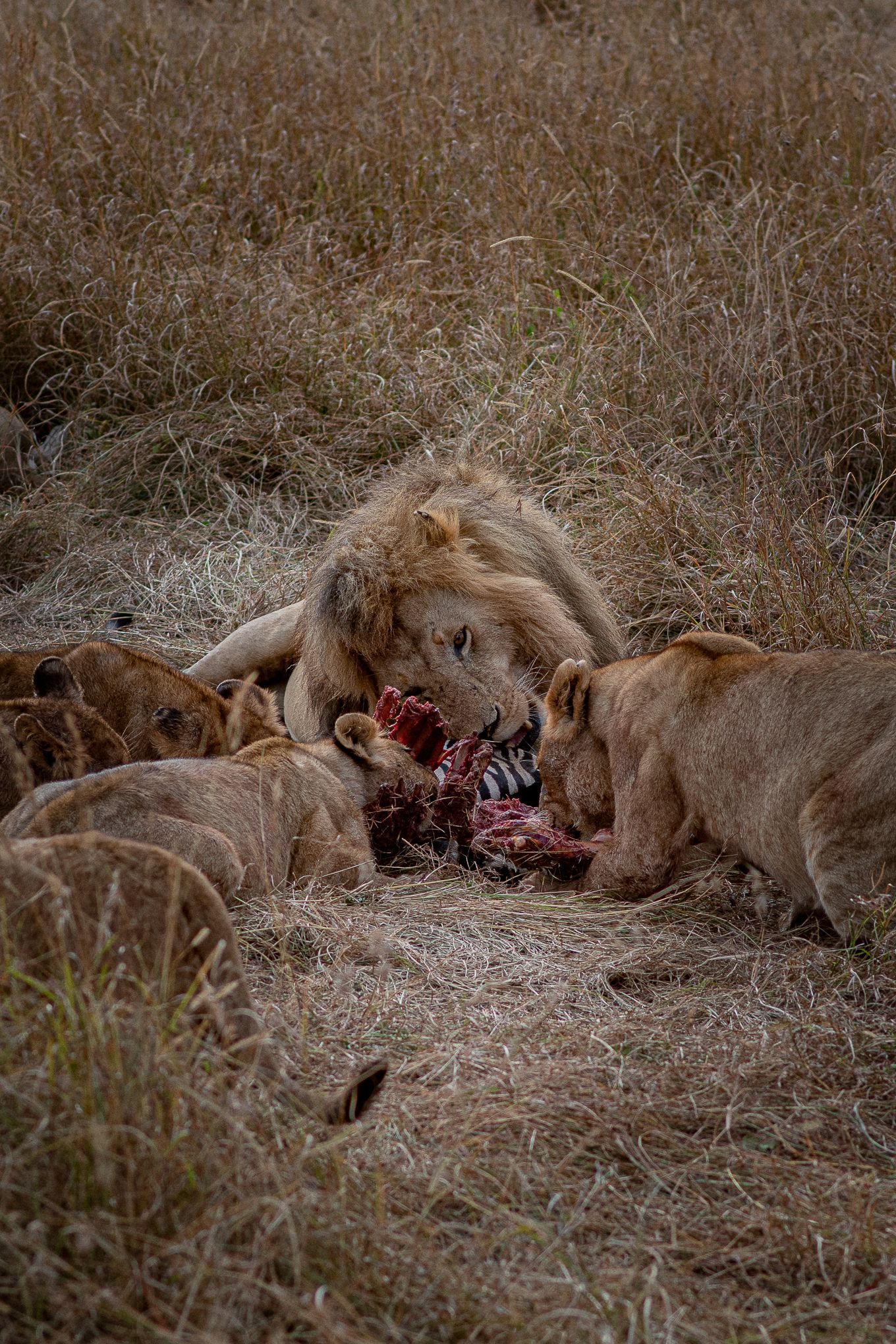 Safari en el Parque Nacional Masai Mara