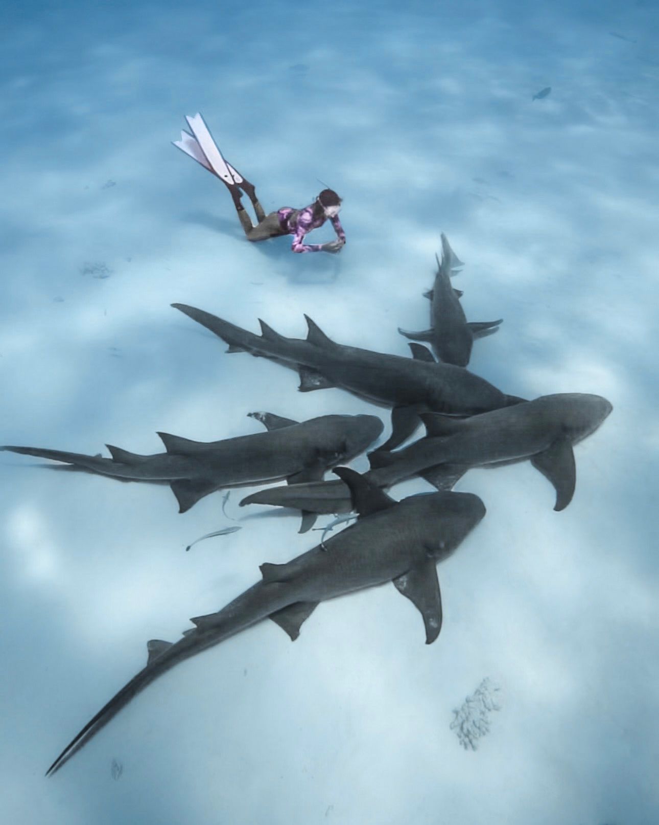Dia de tiburones