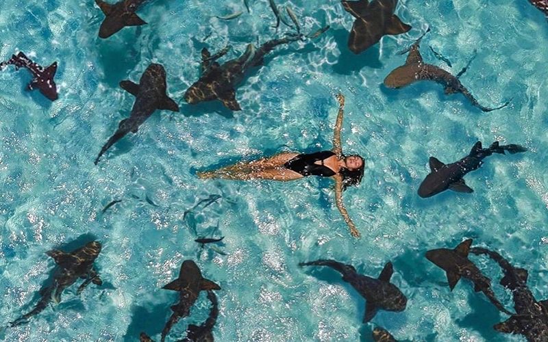 Día de tiburones y rayas !