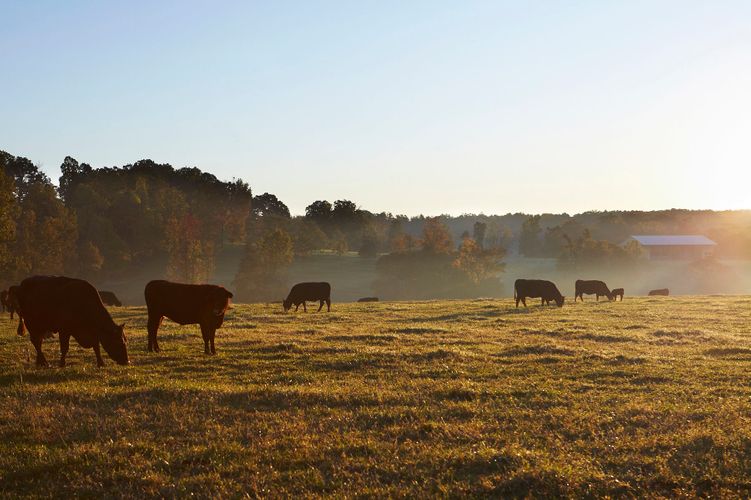 Cooking in the moment, Andrea Reusing. Clarkson Potter © John Kernick