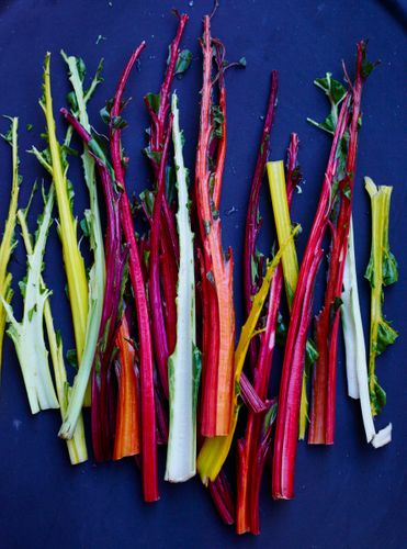 Rainbow Chard Stalks A130709 Root To Leaf Fall 2013