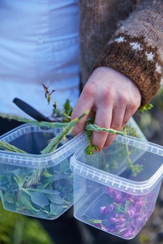 A150713_Iceland Victoria Eliadottir. Westerman Islands