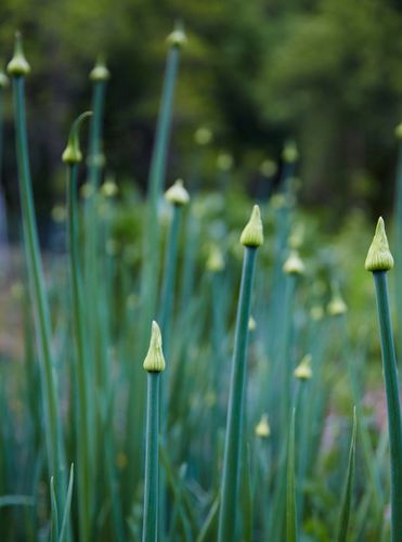 Gardens at house at Laughing Frog Lane. Garlic A130709_RootToLeaf_Spring2014.