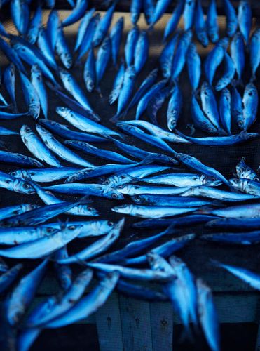 Sumbawa, Indonesia. © John Kernick NO RIGHTS GRANTED