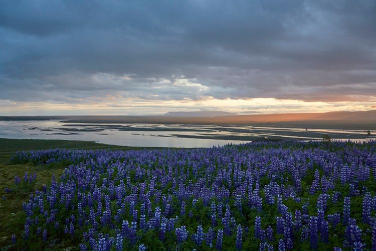 A150713_Iceland Victoria Eliadottir. Kambur Farm