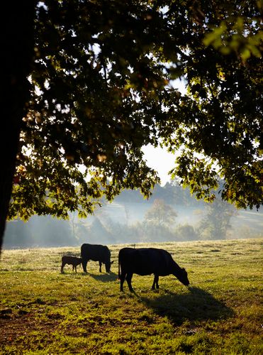 Cooking in the moment, Andrea Reusing. Clarkson Potter © John Kernick