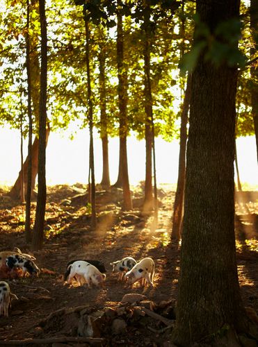 Cooking in the moment, Andrea Reusing. Clarkson Potter © John Kernick