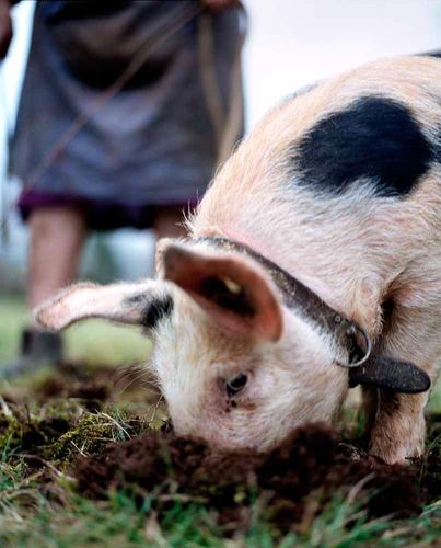 Truffle Pig, Cahors France