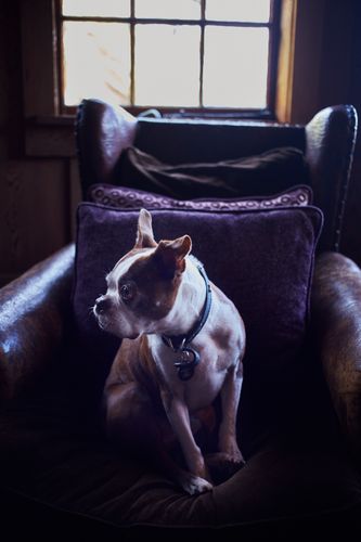 Tyler Florence, French Bulldog, Leather Arm Chair