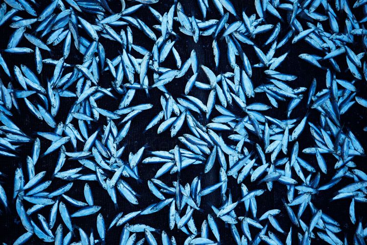 Sumbawa, Indonesia. © John Kernick NO RIGHTS GRANTED