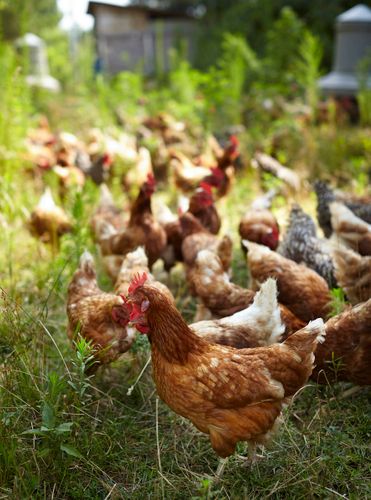 Fickle Creek Farm. Efland, NC Ben & Noah 4122 Buckhorn Road Elfand, NC 27243