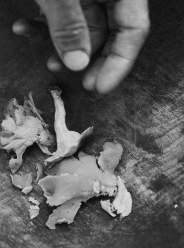 Steven picking Chantarelles at Springvale Park   Inman Park Neighborhood ChanterellesA130709 Root to Leaf Steven Satterfield Cookbook 2013
