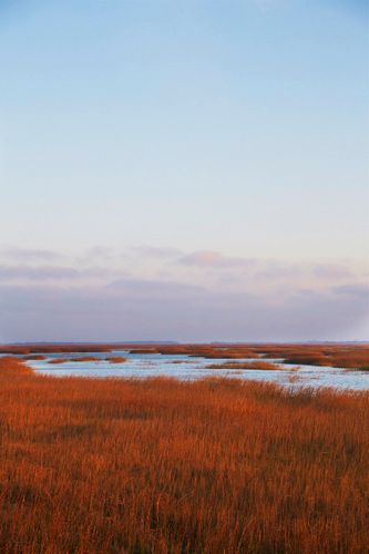 Marshlands on Hwy 80 en route to Tybee Island A130127 Jamie Deen Cookbook 2013